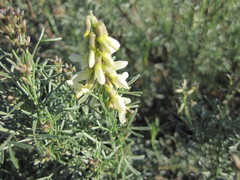 Wiborgia
