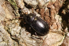 Nalassus dermestoides