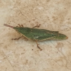 Atractomorpha acutipennis gerstaeckeri