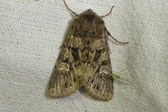 Pachetra sagittigera