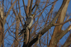 Falco concolor