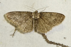 Paradarisa consonaria