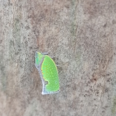 Salurnis marginella