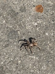 Chaetopelma olivaceum