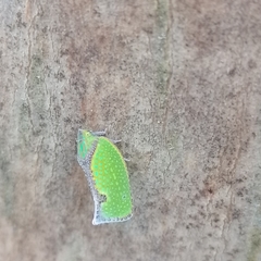 Salurnis marginella