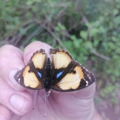Junonia hierta hierta