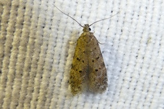 Pseudotelphusa paripunctella