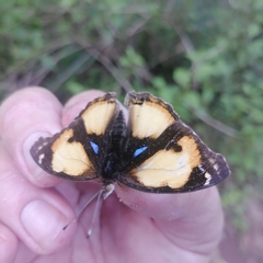 Junonia hierta hierta