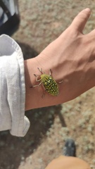 Julodis