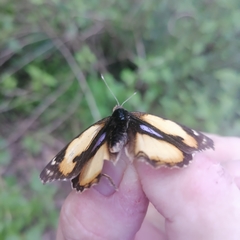 Junonia hierta hierta