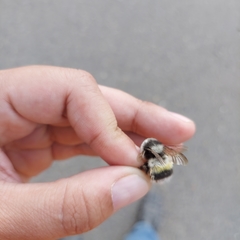 Bombus patagiatus