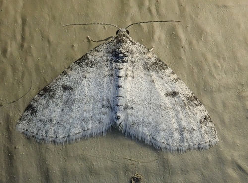 Powdered Bigwing Moth photo 6