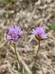 Armeria maritima californica