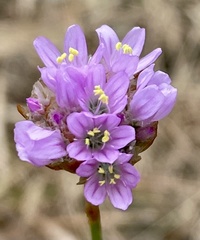 Armeria maritima californica