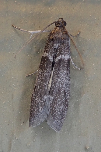 Myelopsis subtetricella