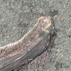 Naja sputatrix
