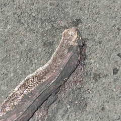 Naja sputatrix