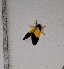 Somena aurantiacoides