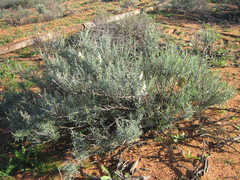 Wiborgia