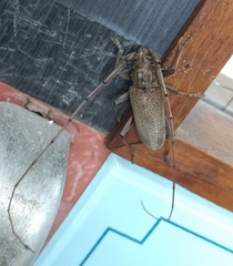 Stromatium longicorne