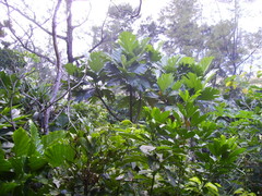 Artocarpus treculianus