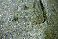 Scophthalmus rhombus