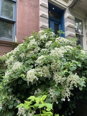 Hydrangea petiolaris