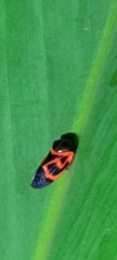 Okiscarta