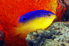 Cocoa Damselfish photo 1
