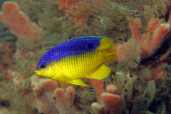 Cocoa Damselfish photo 2