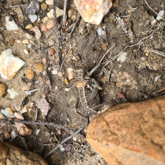 Hetrodes pupus