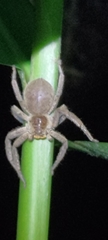 Heteropoda pingtungensis