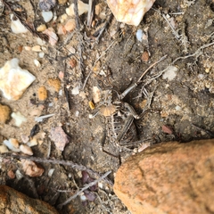 Hetrodes pupus