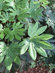 Fatsia japonica