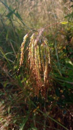 Euclasta condylotricha
