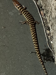 Eremiascincus richardsonii