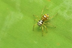Phintella