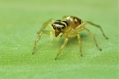 Phintella