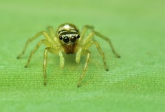 Phintella