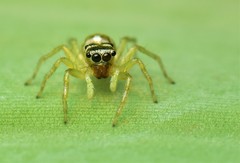 Phintella