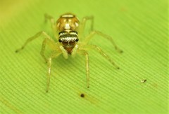 Phintella