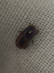 Labarrus cincticulus