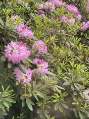 Rhododendron mucronulatum