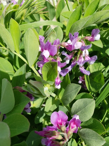 Beach pea (Lathyrus japonicus)