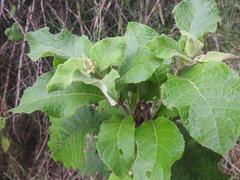 Baccharoides adoensis