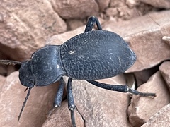 Cryptoglossa muricata