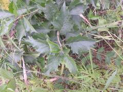 Rotheca myricoides
