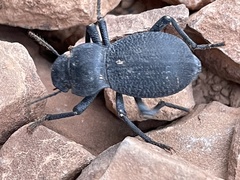 Cryptoglossa muricata