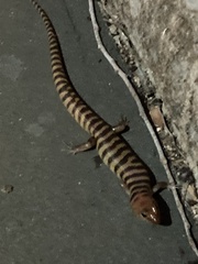 Eremiascincus richardsonii