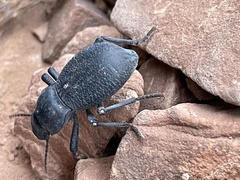 Cryptoglossa muricata